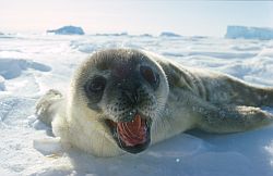 SealWeddellScared - Weddell seal pup, Antarctica