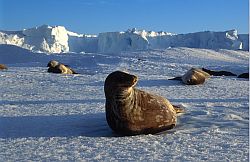 SealWeddellSide - Weddell seals, Antarctica