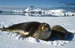 SealWeddellWithPup - Weddell seals on the sea ice, Antarctica