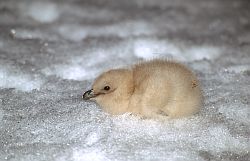 SkuaChick - Skua chick on ice, Antarctica
[ Click to download the free wallpaper version of this image ]