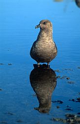SkuaLake - Skua on freshwater lake
[ Click to go to the page where that image comes from ]
