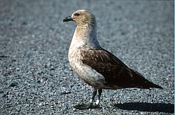 SkuaLone - Skua, Antarctica
[ Click to go to the page where that image comes from ]