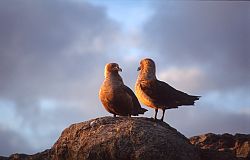 SkuasOutcrop - Skuas on rock outcrop, Antarctica
[ Click to go to the page where that image comes from ]