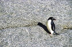 AdeliePenguinOnGranite2 - Adelie penguin on a granite slab.