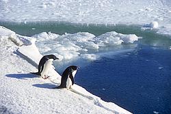 AdeliePenguinsIceEdge1 - Adelie penguins waiting on the edge of the sea ice.
