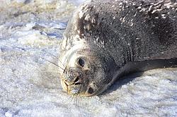 SealHead - Weddell seal close up.
