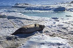 SealOnIce - Weddell seal.