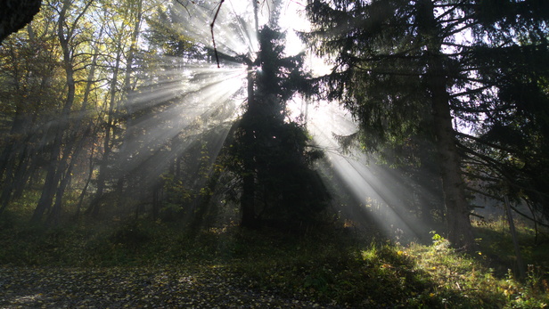 [20101013_112758_Autumn.jpg]
The sun shining through the woods