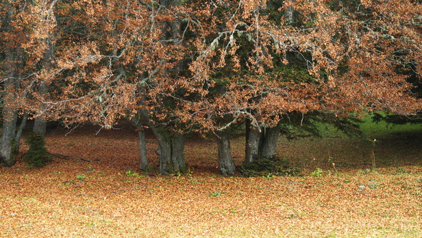 [20101014_160731_Autumn.jpg]
Leaf covered forest floor.