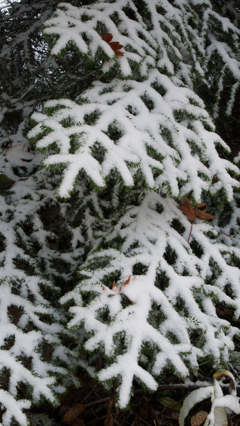 [20101019_102918_FirstSnow.jpg]
Snow covered pine branch.