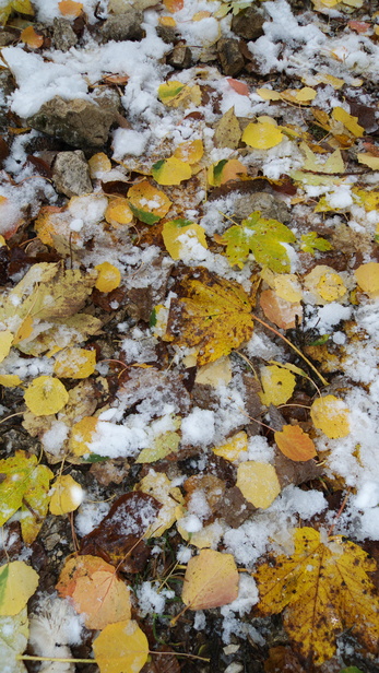 [20101019_114654_LeavesOnFirstSnow.jpg]
First snow on leaf carpet.