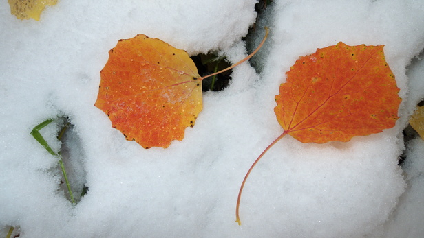 [20101019_114818_LeavesOnFirstSnow.jpg]
Orange leaves on snow.