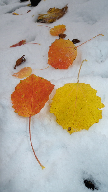 [20101019_114922_LeavesOnFirstSnow.jpg]
Leaves on snow.