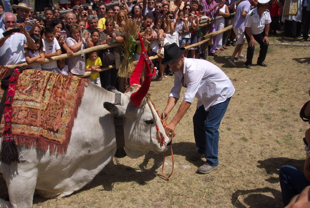 [20120805_130455_SantaMariaDellaNeve.jpg]
And the bull is made to kneel in front of the church building with crowds watching.