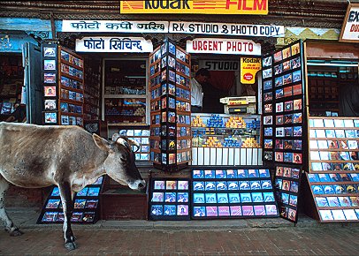 [CowPhoto.jpg]
A cow shopping for some rolls of film, Nepal.