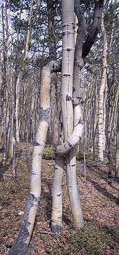 [TreeSome.jpg]
When you get a threesome of trees, I guess it does that make it a treesome... Seen on a ski trip at the base of Colorado's highest peak, Mt Elbert, after skiing down the wrong side of the mountain.