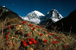 HuascaranNF_Flowers - Flowers before the north face of Huascaran, Peru 1996