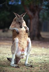 KangarooMale - Standing (male) kangaroo, Tasmania
