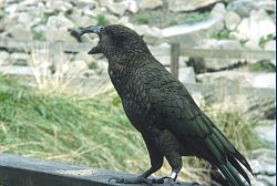 Kea - Kea, a carnivorous parrot, New Zealand 2000
[ Click to go to the page where that image comes from ]
