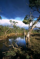 RiverEucalyptus - Tasmania river and eucalyptus