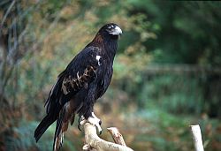 TasmanianEagle2 - Tasmanian eagle, Tasmania
