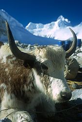 Yak - Yak at Cho Oyu base camp, 2000
[ Click to go to the page where that image comes from ]
