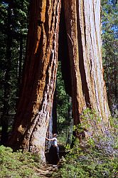 JennySequoia - Jenny and Sequoia, Sequoia National Park, California, 2003