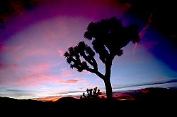 JoshuaTreeDusk2 - Joshua Tree at Dusk, California, 2003
[ Click to go to the page where that image comes from ]