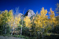 OwlAutumn - Autumn aspen trees, RMNP, Colorado