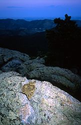 RattleSnake - Rattlesnake in Colorado