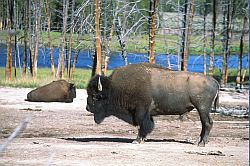BisonLarge - Bison (american buffalo), Yellowstone NP, Wyoming