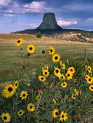 DT_SunflowerV - Sunflowers near Devil's Tower, Wyoming, 2002