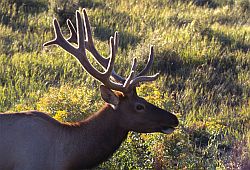 Deer1 - Deer in Yellowstone NP, Wyoming