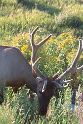 Deer2 - Deer in Yellowstone NP, Wyoming