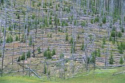 FallenTrees - Fallen trees in Yellowstone NP, Wyoming