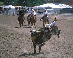 RodeoBull1 - Bull riding, rodeo in Cheyenne, Wyoming