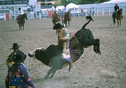 RodeoBull4 - Bull riding, Cheyenne Rodeo, Wyoming