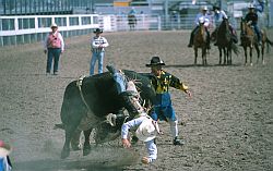 RodeoBullEject - Bull riding, rodeo in Cheyenne, Wyoming
[ Click to go to the page where that image comes from ]