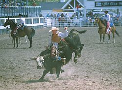 RodeoBullRiding - Bull riding, rodeo in Cheyenne, Wyoming
