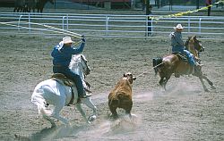 RodeoCalf1 - Calf catching, Cheyenne Rodeo, Wyoming