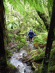 20051221_0185_RainForest - Hiking in the rainforest, Fjordland, NZ.
