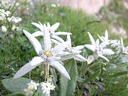 20060704_0012745_Edelweiss - Alpine Edelweiss flower.