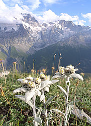 20060730-Edelweiss4 - Edelweiss flowers and La Meije (3983m), Oisans.
[ Click to go to the page where that image comes from ]