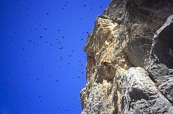 Choucas - Mountain crows flying around a climber, Oisans.
[ Click to download the free wallpaper version of this image ]