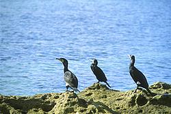 Cormorans - Cormorants (or shags) watching over their fishing grounds, OZ.
[ Click to go to the page where that image comes from ]