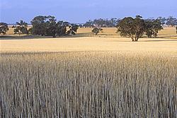 DryAustralianFields - Dry fields in Australia.