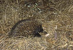 Echidnea - A spiny echidnea, a cousin of the platypus. Those strange animals form the monotrem class and they lay eggs while still being considered mammals. Australia.
[ Click to go to the page where that image comes from ]