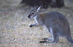 Kangaroo - Kangaroo enjoying lunch, OZ.
[ Click to go to the page where that image comes from ]