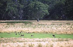 Kangaroos - Kangooroos at watering hole, OZ.