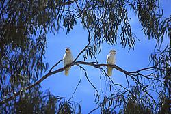 WhiteParrotsBranch - Corella cockatoos on eucalyptus branch, Oz.
[ Click to download the free wallpaper version of this image ]